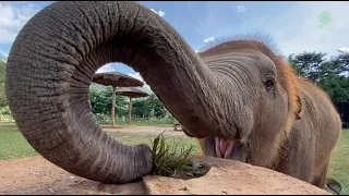 Baby Elephant Tries To Figure It Out How To Eat Grass On The Top Of Cement Pipe - ElephantNews