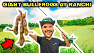 Catching GIANT BULLFROGS at My ABANDONED RANCH!!! (Catch Clean Cook)