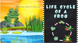 The best learning Video about life Cycle of a FROG Tadpole Transforms Into a Frog