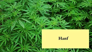 HANF Geschichte und Bedeutung der verbotenen Pflanze (Cannabis)