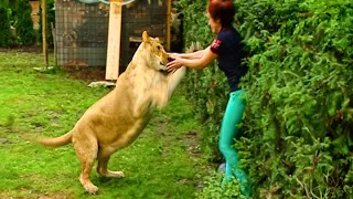 The Most INSANE Big Cat Attacks of All Time