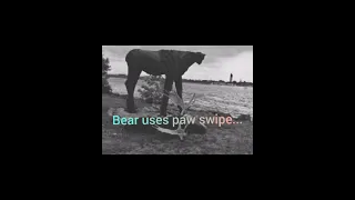 Grizzly bear decipitating a mooses head with one paw swipe.