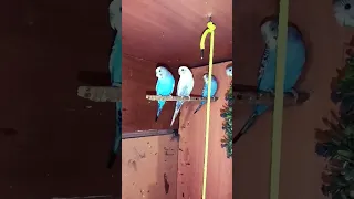 THEYRE NOT #pets #bird #parakeet #cuteparrot #budgie #parrot #duet #cuteanimals #cockatiel
