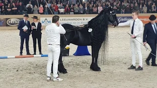 King👑 of the stallions! JASPER 366. The one and only 😍 Friesian Horse