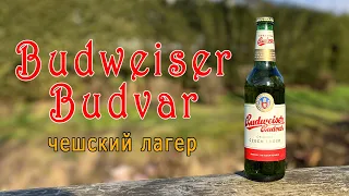 Budweiser Budvar. Обзор на лучший Чешский лагер. Будвайзер 2024.