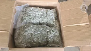 Large Scale Cannabis Operation Shut Down by Australian Police