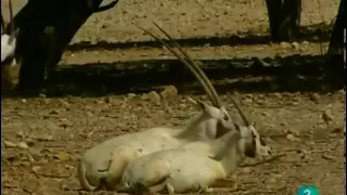 El Oryx (Documental) Sobreviviendo en la naturaleza_Español-Castellano