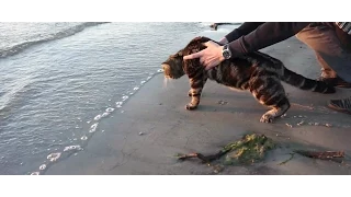 Cat's reaction to the sea. Watch till the end!!!; Реакция кота на море. Всем смотреть до конца!!!