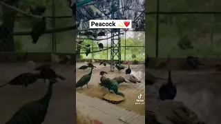 #peacock #bird #farming