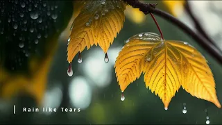 Jan Saylor - Rain like Tears
