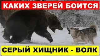 ОПАСНЕЕ ВОЛКА - Кого из зверей боится Волк?