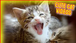 Cat Videos 🙀 Funny Cat Videos 🥰 Cute Cat Videos 2021#6