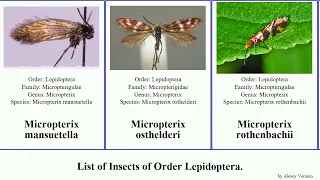 Insects of Order Lepidoptera micropterix sabatinca eriocrania issikiomartyria moth mane hyperborea