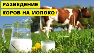 Разведение Коров на молоко как бизнес идея | Молочные коровы