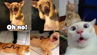 OMG So Cute |  Funny Cats and Dogs Videos - Try Not To Laugh 🐱🐶😹