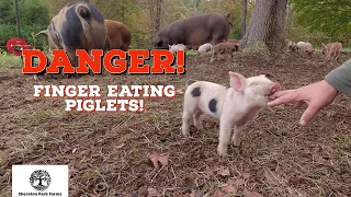 Cute Piglet Update! - How Are The Piglets Doing?