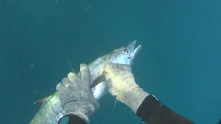 SpearFishing Israel 3 KG spanish mackerel