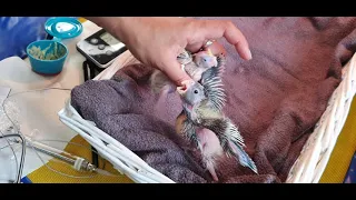Hand feeding 2 week cockatiels and new born chick
