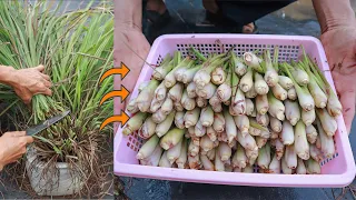 Tips for growing lemongrass at home to make spices are extremely convenient