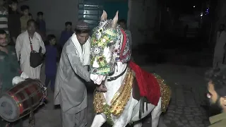 Horse dancing to the rhythm of dho|Famous Ghora Dance lB.K Digital|