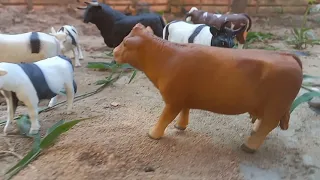 brincando de fazendinha levando as vacas para o curral novo pra tirar leite