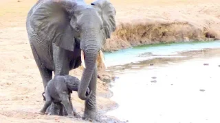 Watch what happens when this newborn elephant calf falls into the waterhole