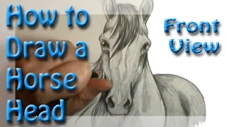 How to draw a Horse Head  Front View