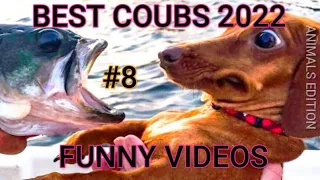 Best Animals Coub #8-СМЕШНЫЕ ЖИВОТНЫЕ 2022-ТОПовая подборка-Funny Animals Videos Compilation 2022