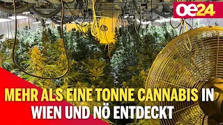 Mehr als eine Tonne Cannabis in Wien und NÖ entdeckt