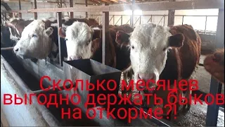 сколько месяцев держать быков на откорме ? 4-6 или 9 месяцев?!fattening bulls