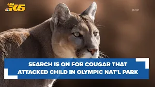 Search for cougar that attacked 8-year-old in Olympic National Park continues