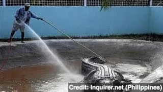 World's Largest Crocodile Dies in Captivity - Newsy