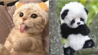 Funny Animals | Cute Cats & Dogs & Panda Video Compilation #27