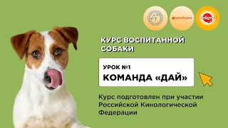 Команда "Дай" / Курс воспитанной собаки 🐶 Создан при участии РКФ