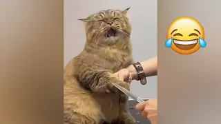 Funny cats😹 videos try not to laugh😹😂