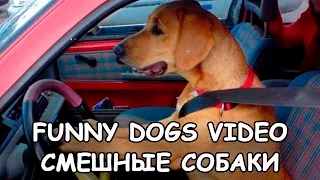 Funny Dogs video - Смешные собаки видео - Собаки приколы