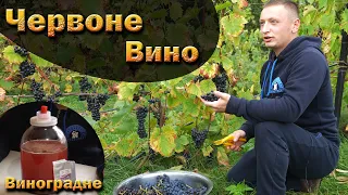 Натуральне червоне вино з винограду. Сухе, напівсолодке червоне вино. Як зробити вино