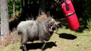 Funny Aggressive Ram Attacking People Video Compilations / Fearless Goat Attack / Sheep Attack