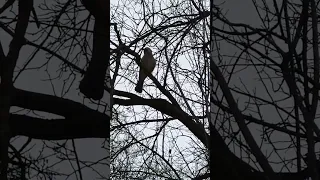 🙀мяукающая сойка🐦