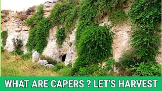 SICILY : 🫒 I CAPPERI / What are CAPERS ? / Harvesting Capers in Sicily