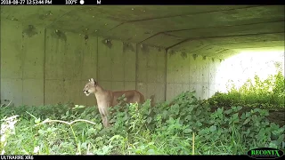 Meanwhile in Florida...panthers, gators and bears using wildlife crossings