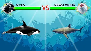 Killer Whale (Orca) Vs Great White Shark