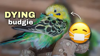 Recognizing the Signs of a Dying Budgie