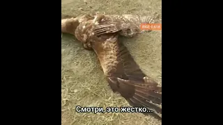 Коршун VS Тетеревятник | Kite VS Goshawk