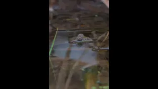 Зимняя озёрная лягушка (Pelophylax ridibundus) /Winter Marsh frog (Pelophylax ridibundus) #shorts