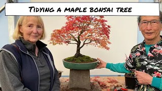 Maple Prune & Repot