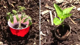 Ways To Deal With Cutworms And 2 DIY Ways To Make Cutworm Collars