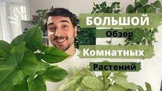 Мега обзор всех комнатных растений с названиями