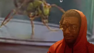 Man stings himself with a murder hornet