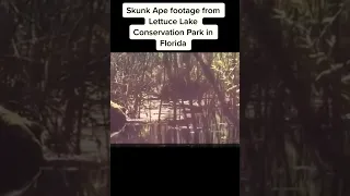 Skunk ape footage from Florida | Bigfoot encounter